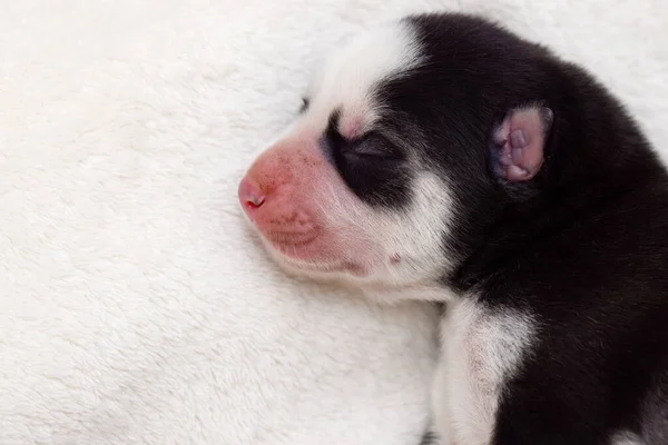 Siberische Husky Puppy Slaapt Een Witte Deken Het Bed Pasgeboren — Stockfoto