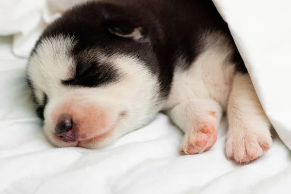 西伯利亚哈士奇犬睡在床上的白色毛毯下 刚出生的小狗在睡觉 — 图库照片