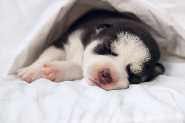 Chiot Husky Sibérien Dort Sous Une Couverture Blanche Sur Lit — Photo