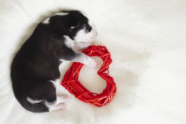 Siberian Husky Puppy Sleeps White Blanket Hugs Toy Heart — Stock Photo, Image