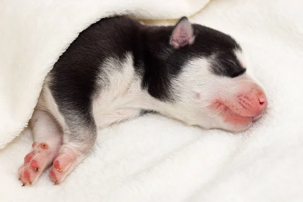 Cucciolo Siberiano Husky Dorme Sotto Una Coperta Bianca Sul Letto — Foto Stock