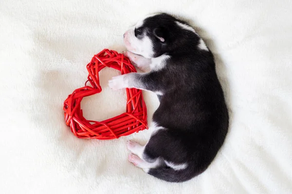 Siberian Husky Puppy Sleeps White Blanket Hugs Toy Heart — Stock Photo, Image