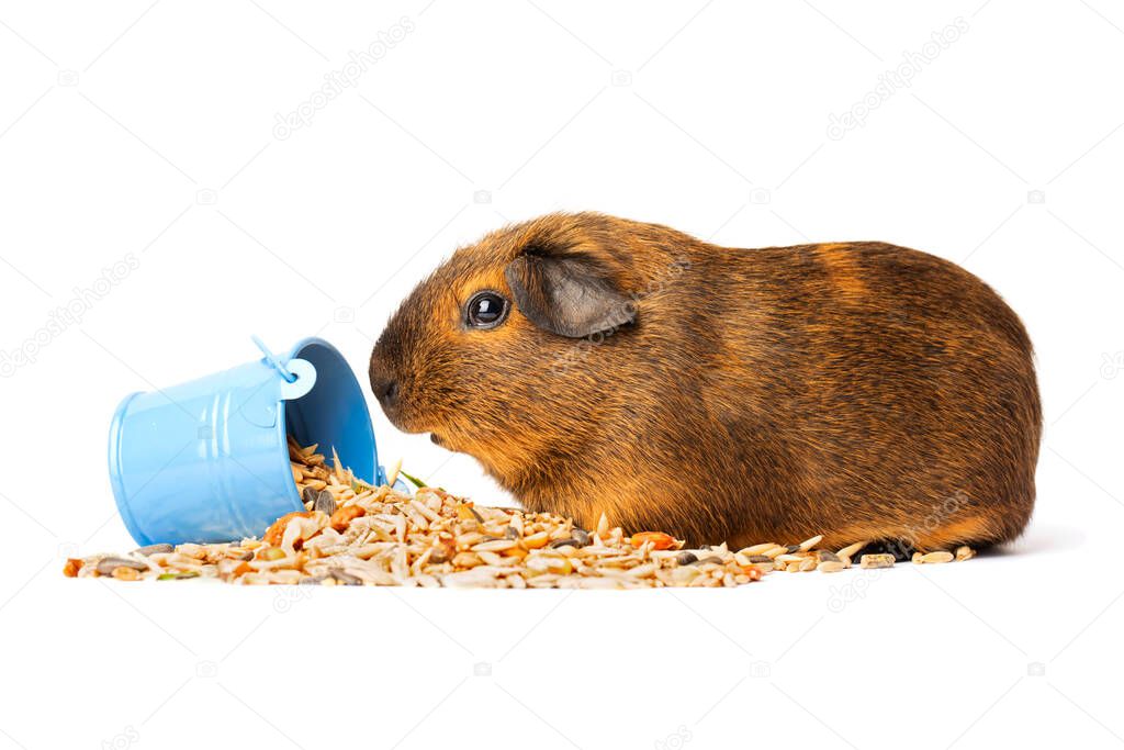 Cute little brown guinea pig nibbles pet food on white background. Domestic guinea pig.