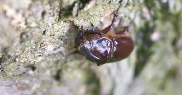 サイの甲虫が木の幹を這う 野生の大きなカブトムシ — ストック動画