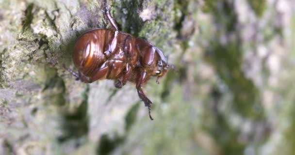 Escarabajo Rinoceronte Trepando Por Tronco Árbol Gran Escarabajo Naturaleza — Vídeos de Stock