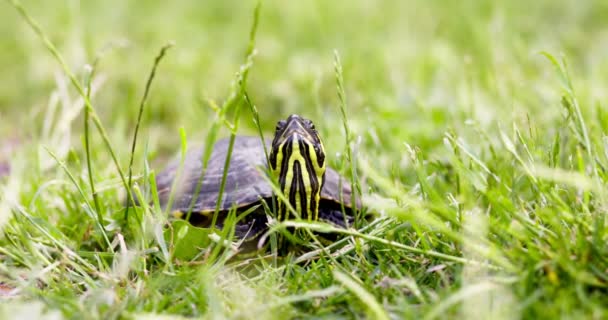 Cute Turtle Green Grass Wilderness Macro Closeup Wildlife Videoshot — Stock Video