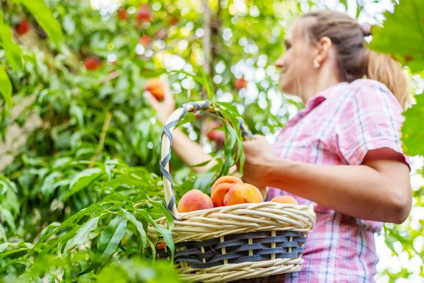 Memanen Buah Persik Petani Wanita Memetik Buah Persik Matang Dari — Stok Foto