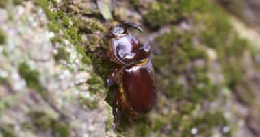 Gergedan böceği ağaç gövdesinde sürünüyor. Vahşi doğada büyük bir böcek