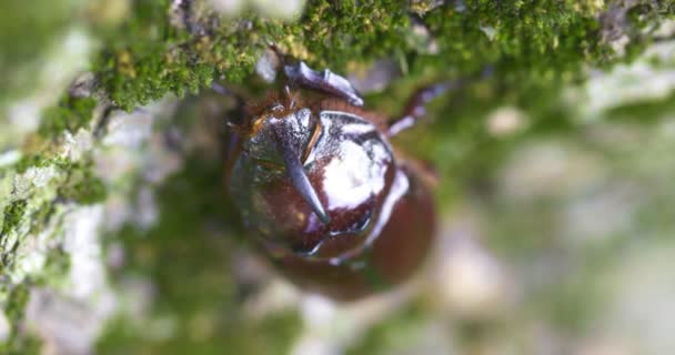 Escarabajo Rinoceronte Trepando Por Tronco Árbol Gran Escarabajo Naturaleza — Vídeos de Stock