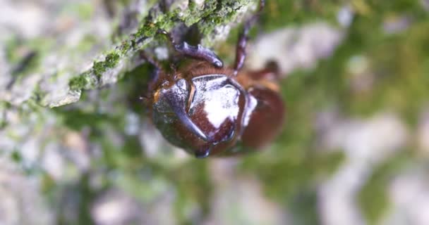 Escarabajo Rinoceronte Trepando Por Tronco Árbol Gran Escarabajo Naturaleza — Vídeos de Stock