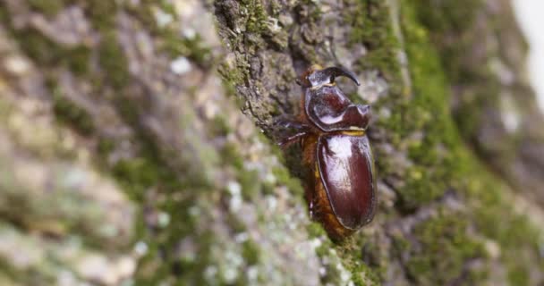 Kumbang Badak Merayap Menaiki Batang Pohon Sebuah Kumbang Besar Alam — Stok Video