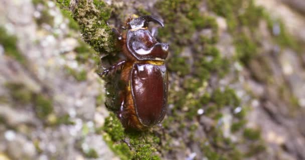 Rhinoceros Beetle Crawling Tree Trunk Large Beetle Wild — Stock Video