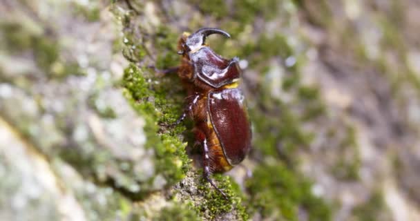 Escarabajo Rinoceronte Trepando Por Tronco Árbol Gran Escarabajo Naturaleza — Vídeos de Stock