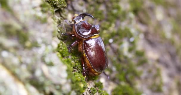 サイの甲虫が木の幹を這う 野生の大きなカブトムシ — ストック動画