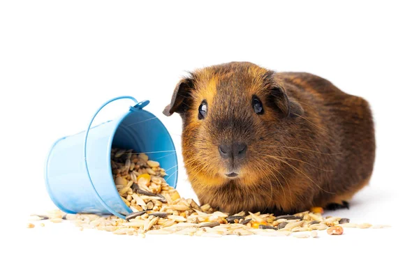 Cute Little Brown Guinea Pig Nibbles Pet Food White Background — 图库照片