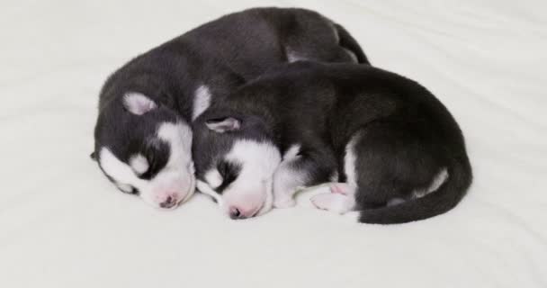 Siberian Husky Puppies Sleeping White Blanket Newborn Puppies Sleeping — Vídeo de stock