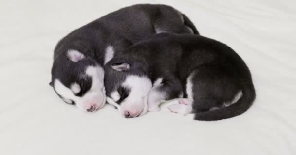 Siberian Husky Puppies Sleeping White Blanket Newborn Puppies Sleeping — 图库视频影像