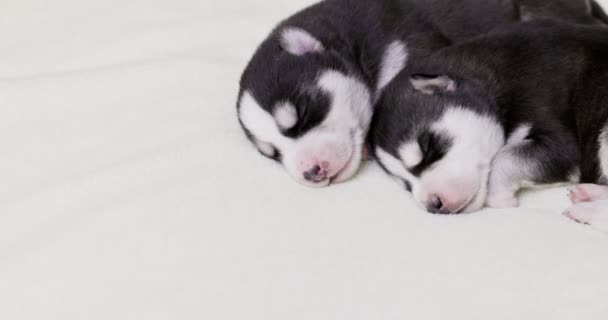 Siberian Husky Puppies Sleeping White Blanket Newborn Puppies Sleeping — Wideo stockowe
