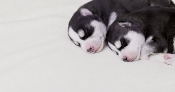 Siberian Husky Puppies Sleeping White Blanket Newborn Puppies Sleeping — 图库视频影像