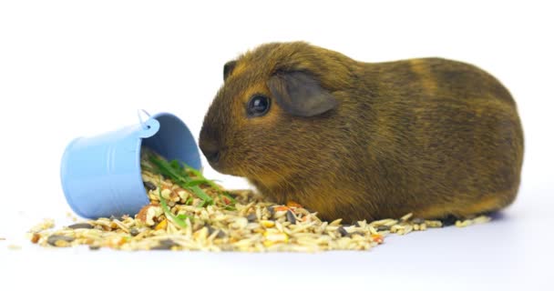 Cute Guinea Pig Eating Grain Pellets White Background — Stock Video