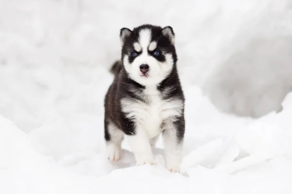 Retrato Invierno Lindo Cachorro Husky Siberiano Ojos Azules Perro Nieve —  Fotos de Stock