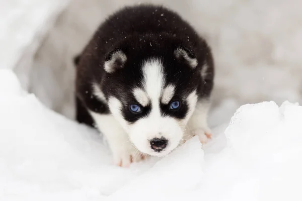 Winterportret Van Een Schattige Siberische Husky Puppy Met Blauwe Ogen — Stockfoto