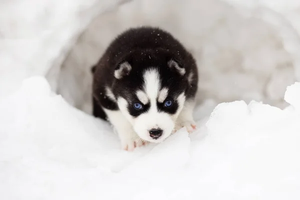 Şirin Mavi Gözlü Sibirya Köpeğinin Kış Portresi Kışın Karda Köpek — Stok fotoğraf