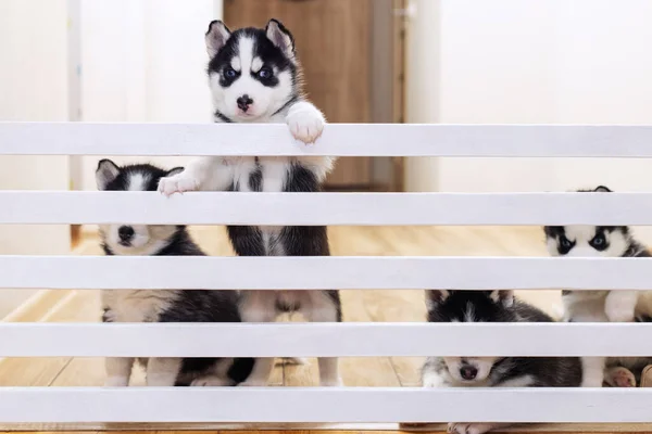 Lindos Perros Cachorros Husky Jugando Juntos Casa Husky Cachorros Interior —  Fotos de Stock