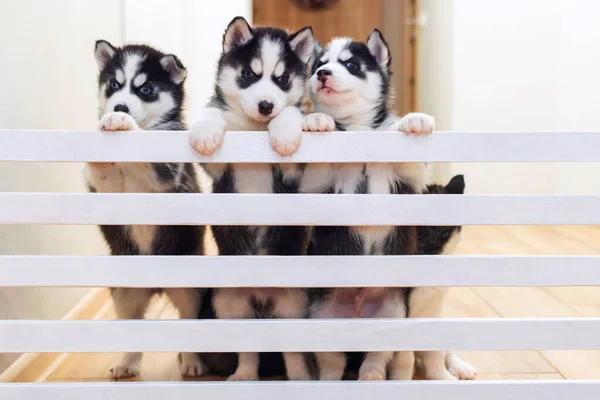 Cute Husky Puppy Dogs Playing Together Home Husky Puppies Indoor — Stock Photo, Image