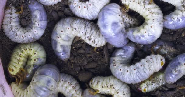 大型白色蠕虫的特写可能会使幼虫或犀牛甲虫在地下滋生 高质量的4K镜头 — 图库视频影像