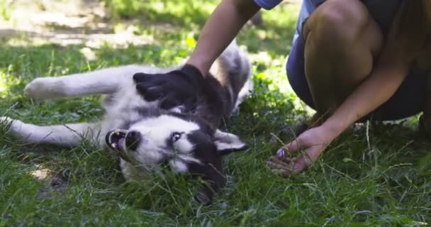 Ιδιοκτήτρια Του Σκύλου Χτενίζει Σκυλιά Ένα Ειδικό Γάντι Φροντίδα Κατοικίδιων — Αρχείο Βίντεο