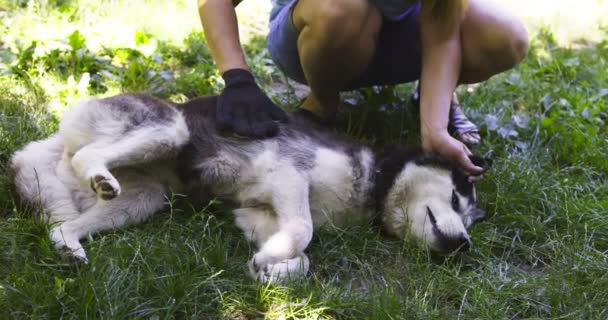 Donna Proprietaria Del Cane Sta Pettinando Cani Pelliccia Con Guanto — Video Stock