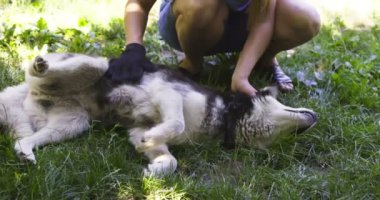 Köpeğin sahibi kadın özel bir eldivenle köpek kürkünü tarıyor. Hayvan bakımı. Yüksek kalite 4k görüntü