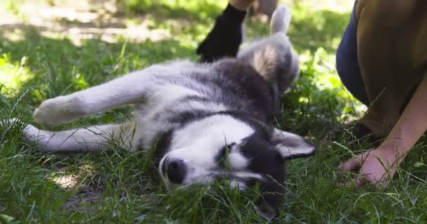 Donna Proprietaria Del Cane Sta Pettinando Cani Pelliccia Con Guanto — Video Stock