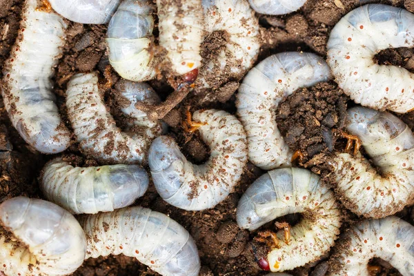 Large white worms close-up may bug larvae or rhinoceros beetle in the ground