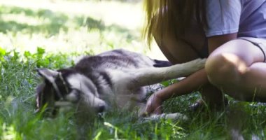 Köpeğin sahibi kadın özel bir eldivenle köpek kürkünü tarıyor. Hayvan bakımı. Yüksek kalite 4k görüntü