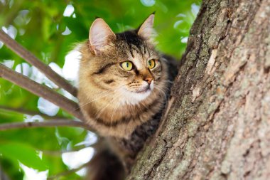Güzel gri kedinin bir ağaç dalında otururken yakın plan çekimi..