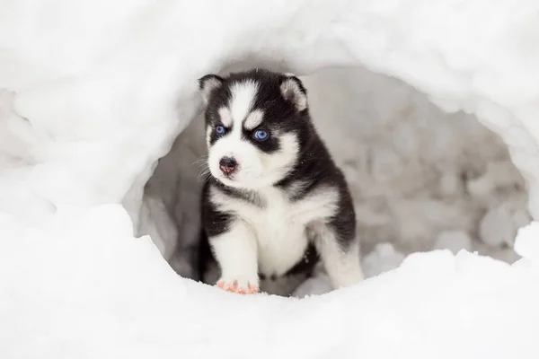Şirin Mavi Gözlü Sibirya Köpeğinin Kış Portresi Kışın Karda Köpek — Stok fotoğraf