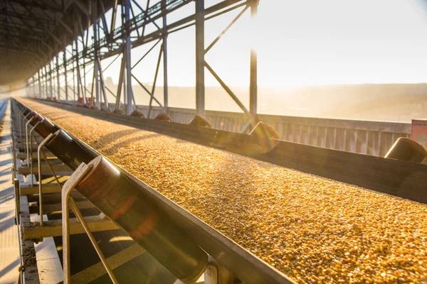 Corn Grains Move Conveyor Belt Reloading — ストック写真