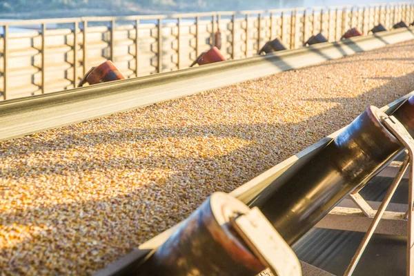 Corn Grains Move Conveyor Belt Reloading — Stok fotoğraf