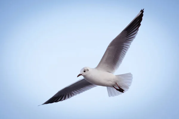 Weiße Möwe Himmel Vor Einem Wolkenhintergrund Seevögel — Stockfoto