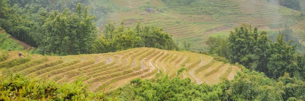 BANNER, LONG FORMAT Rice terraces in the fog in Sapa, Vietnam. Rice fields prepare the harvest at Northwest Vietnam. Vietnam opens to tourism after quarantine Coronovirus COVID 19 — Stock Photo, Image