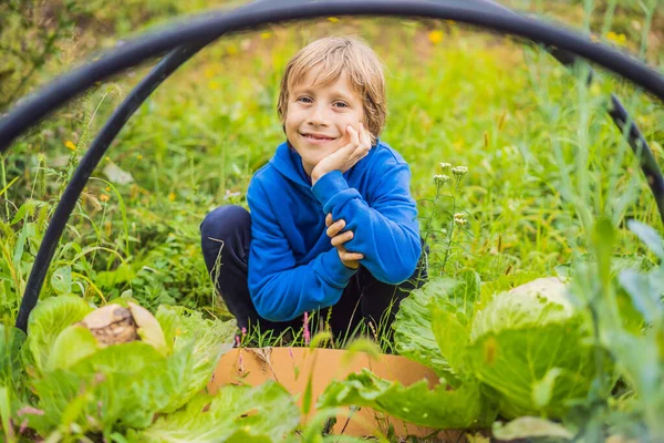 Sebze bahçesindeki çocuklar. Evde eğitim, çocukların doğal eğitimi, eğitimsizlik — Stok fotoğraf