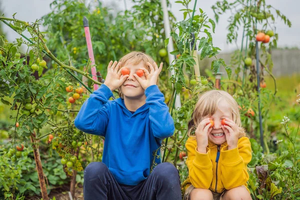 Sebze bahçesinde erkek ve domates biberi. Evde eğitim, çocukların doğal eğitimi, eğitimsizlik — Stok fotoğraf