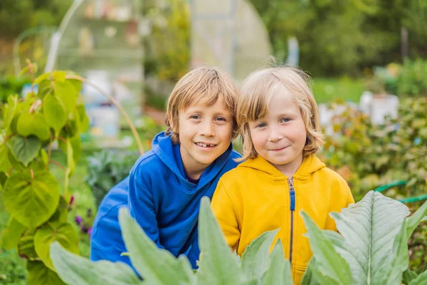 Sebze bahçesindeki çocuklar. Evde eğitim, çocukların doğal eğitimi, eğitimsizlik — Stok fotoğraf