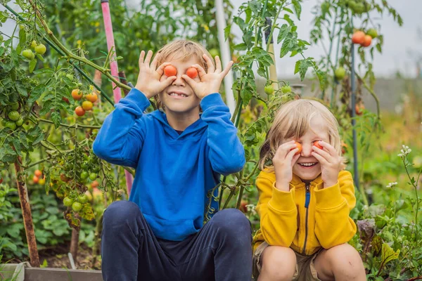 Хлопчики та помідори перець у овочевому саду. Домашнє господарство, природниче виховання дітей, неосвіта — стокове фото