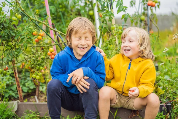 Sebze bahçesinde erkek ve domates biberi. Evde eğitim, çocukların doğal eğitimi, eğitimsizlik — Stok fotoğraf