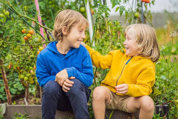 Sebze Bahçesinde Erkek Domates Biberi Evde Eğitim Çocukların Doğal Eğitimi — Stok fotoğraf