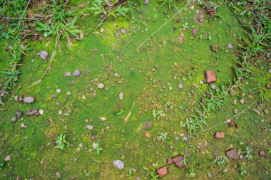 Ormanda yosun, yosunlu yağmur ormanı, ağaçta yosun, makro yosun, yeşil yosun arkaplan, büyüyen yosun, yosun ve yosun.