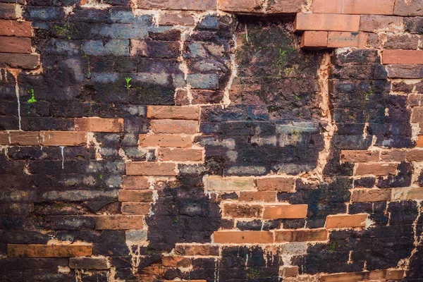 Класична текстура старої цегляної стіни. дуже стара стіна з рослинами — стокове фото